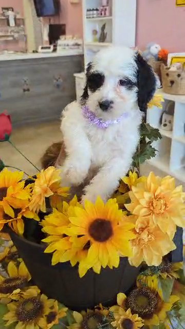 F1B Mini Bernedoodle GIRL (Shii) in Woodstock, Georgia