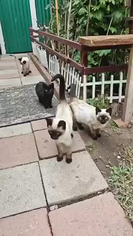 Siamese Kitten Looking For To Rehome in San Leandro, California
