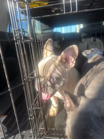 Girl (CREAM) Boy (LILAC) in Miami, Florida