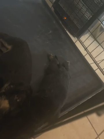 Pure Breed Gsd in Phoenix, Arizona