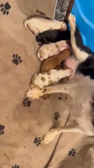 Cavalier king charles Spaniels in Jonesboro, Arkansas