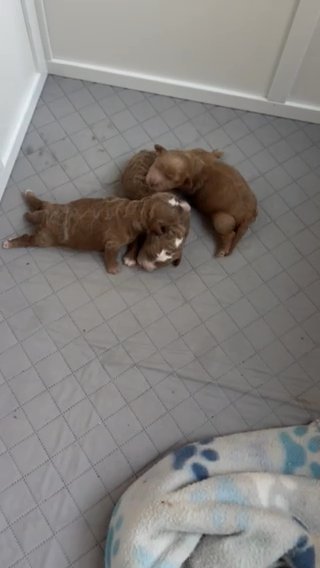 Mini goldendoodles in Jonesboro, Arkansas