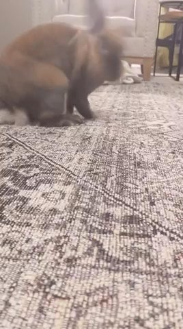 Lion Head Bunny For Free!! in Columbus, Ohio