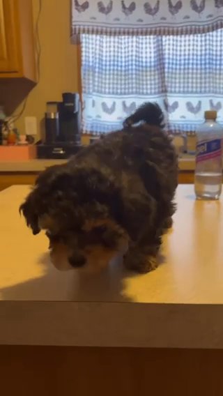 Yorkiepoo in Easton, Maryland