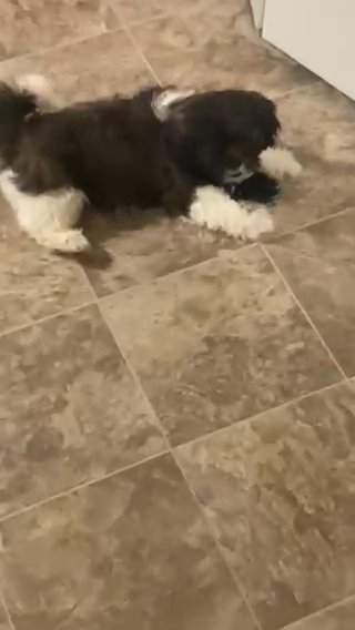 Shih Tzu Puppy in Chicago, Illinois