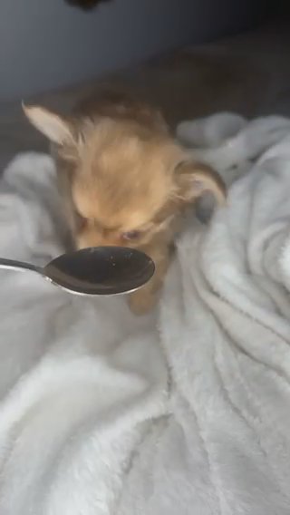 Lilac Fawn Chihuahua Boy Puppy in Charlotte, North Carolina