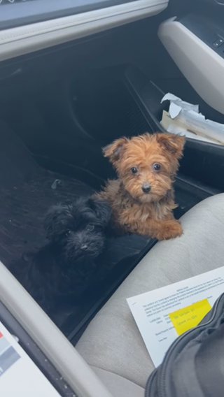 Yorkipoo in Syracuse, New York