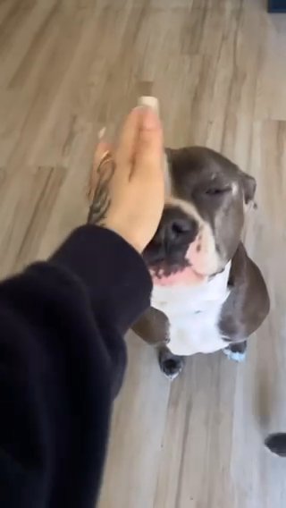 American Pit Bulls in Phoenix, Arizona