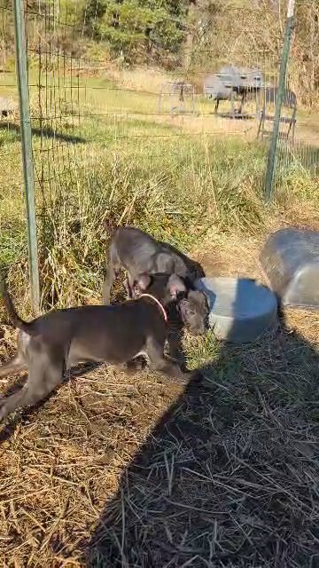 Black AKC Great Dane Female Samara in Roanoke, Virginia