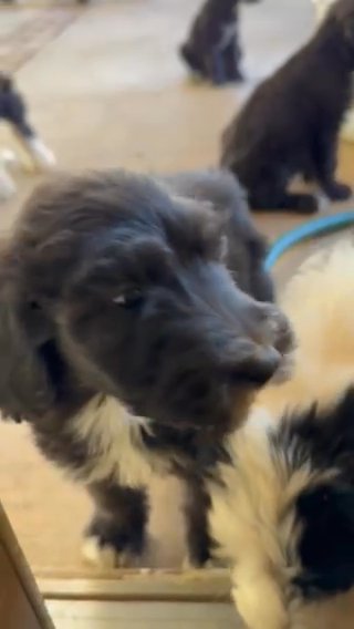 Sheepadoodle Puppies in Los Angeles, California