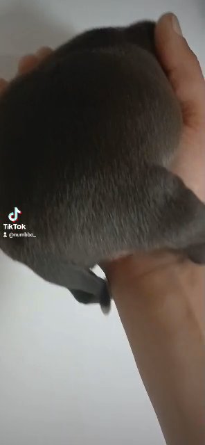 American Bully Pups in Charlottesville, Virginia