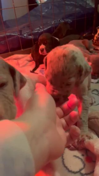 Akc Great Dane “Cindy lou” in Gastonia, North Carolina