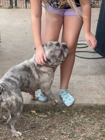 French Bulldog in Altus, Oklahoma