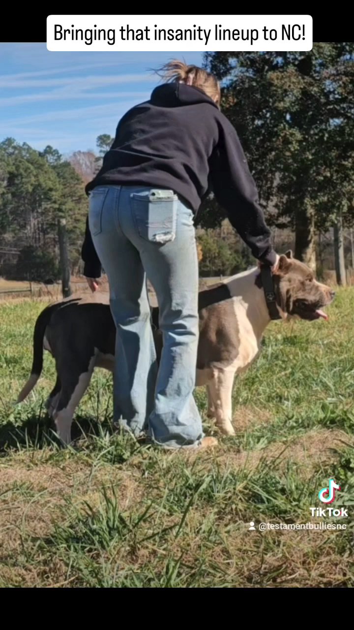 XL American Bully puppies Gonna Be BIG! in Greensboro, North Carolina