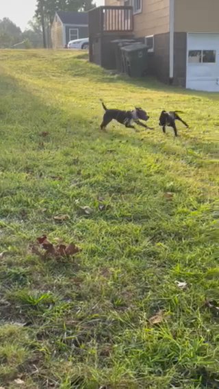 Puppy Needs A Home in Winston-Salem, North Carolina