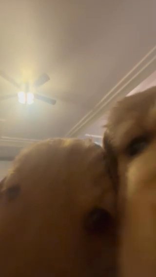 Golden retrievers in Los Angeles, California