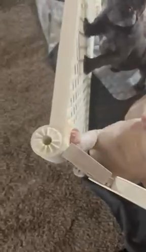 Frenchie Babies in Modesto, California