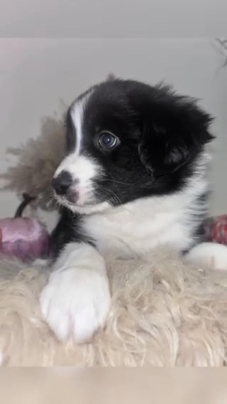 Australian Shepherd in Perris, California