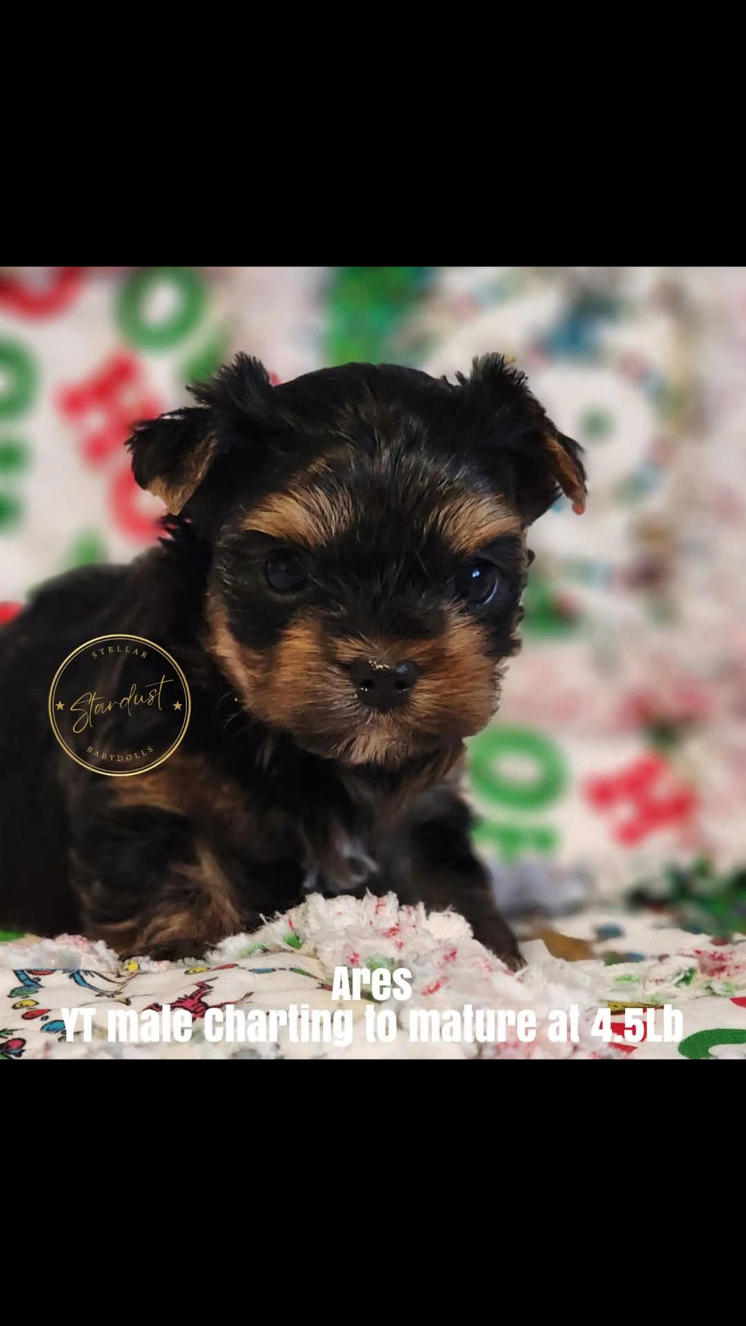 Kiki x Beau litter in Chicago, Illinois