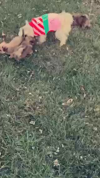 Shorkie pups for sale in Sandusky, Ohio
