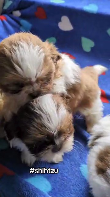 SHIH TZU PUPS BORN OCT 22 in Goshen, Indiana