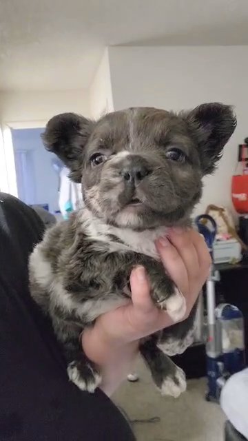 blue merle fluffy frenchie in Las Vegas, Nevada