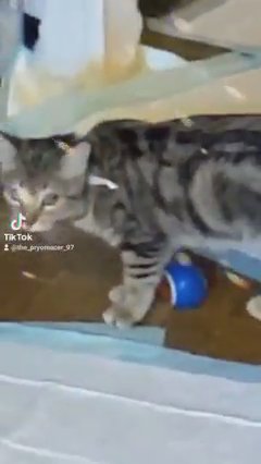 Loki the Bengal tabby mix in Round Rock, Texas
