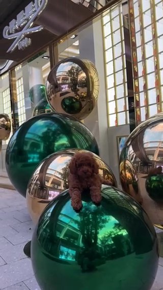 Creed very Cute Toypoodle in Miami, Florida