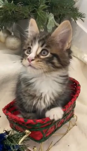 Purebred Maine coon in Federal Heights, Colorado