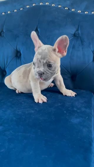 SNOOP — LILAC MERLE MALE in San Jose, California