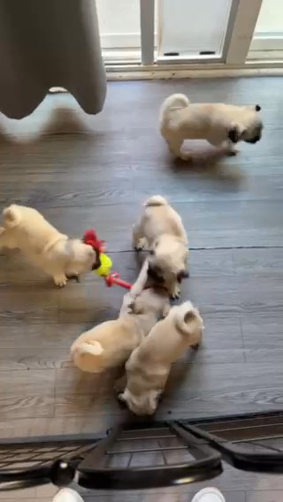 Pug Puppies in Sacramento, California