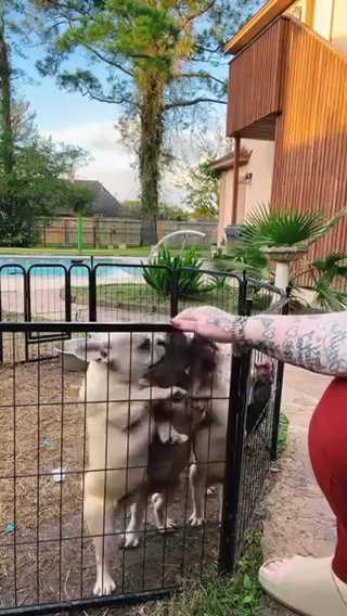 Frenchies in Houston, Texas