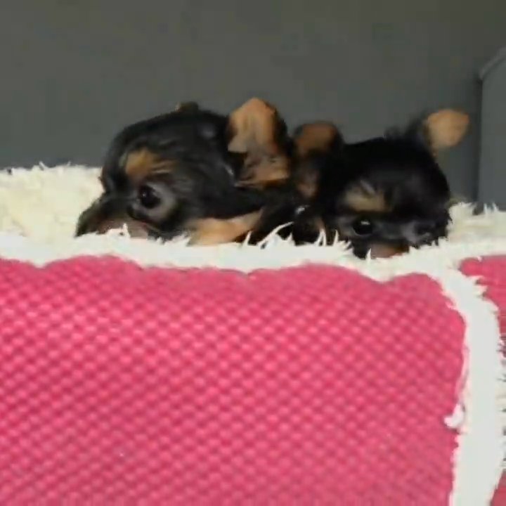 CUTE YORKIE PUPPIES AVAILABLE FOR REHOMING in Baltimore, Maryland