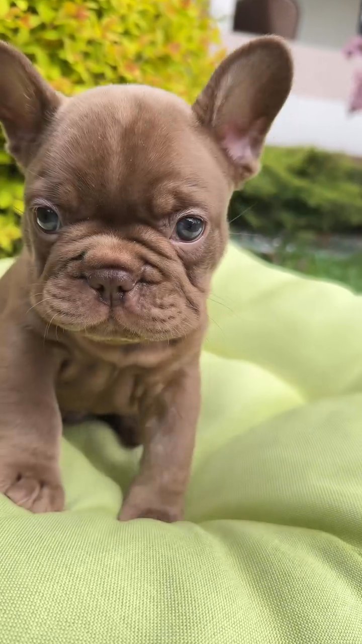 Milo the male Frenchie in Macon, Georgia