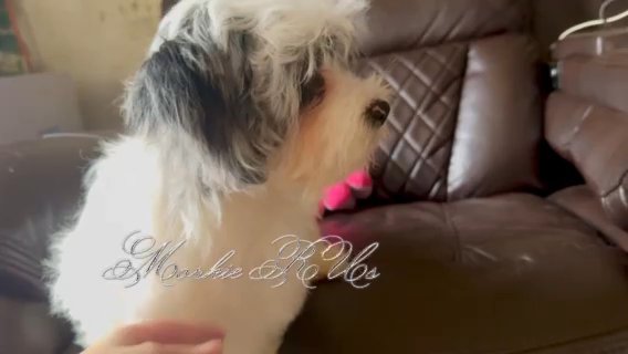 Morkie Female in Riverside, California