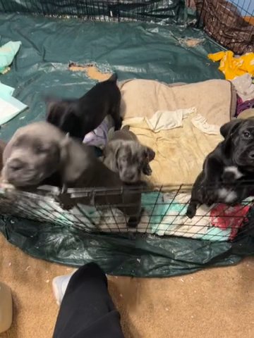 AKC Cane Corso/mastiff in Forest Lake, Minnesota