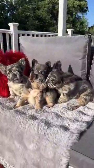 fluffy Frenchies in Springfield, Ohio
