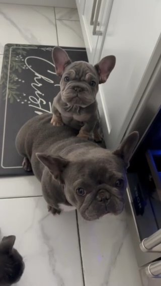Velvet Big Rope Male French Bulldog in West Palm Beach, Florida