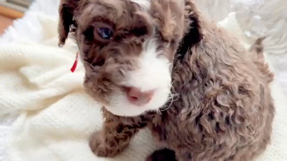 Chocolate Bernedoodle in Davison (Township), Michigan