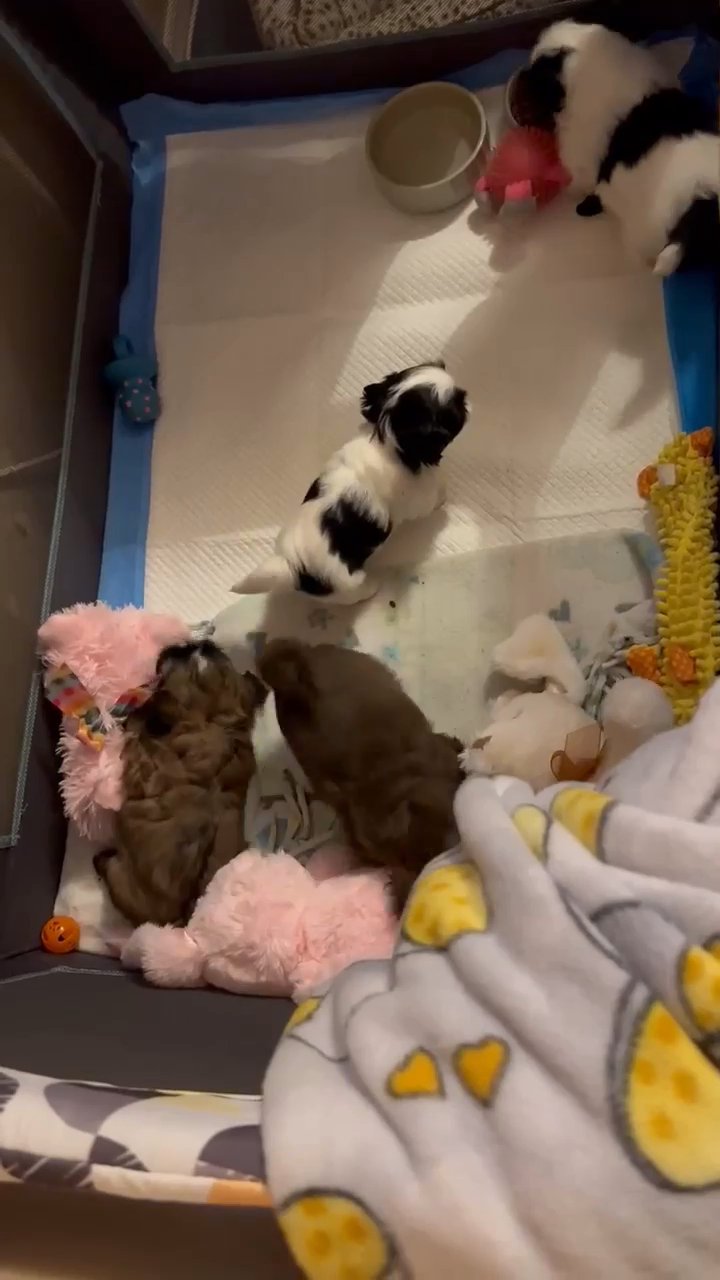 Shih tzu Girl in Saratoga Springs, New York