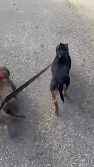 American Bully Puppies in Columbia, South Carolina