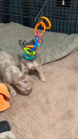 Akc Blue Sable Frenchies in Belton, Texas