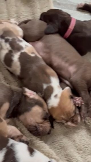 Boo—Chocolate Male Great Dane in Lexington, North Carolina