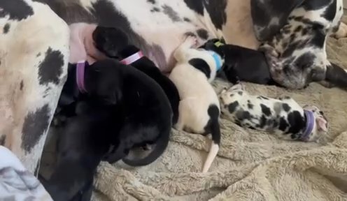 Tranquility-Black Female Great Dane in Lexington, North Carolina
