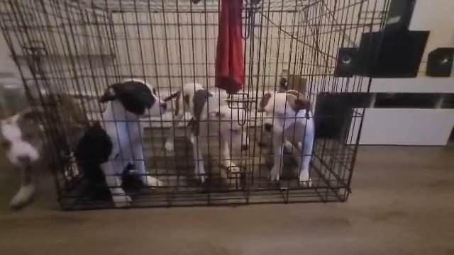 American Bulldog in New York City, New York