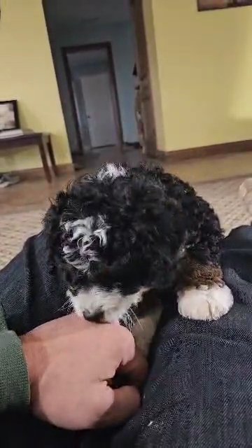 Mini Bernedoodle Milo in Goshen, Indiana