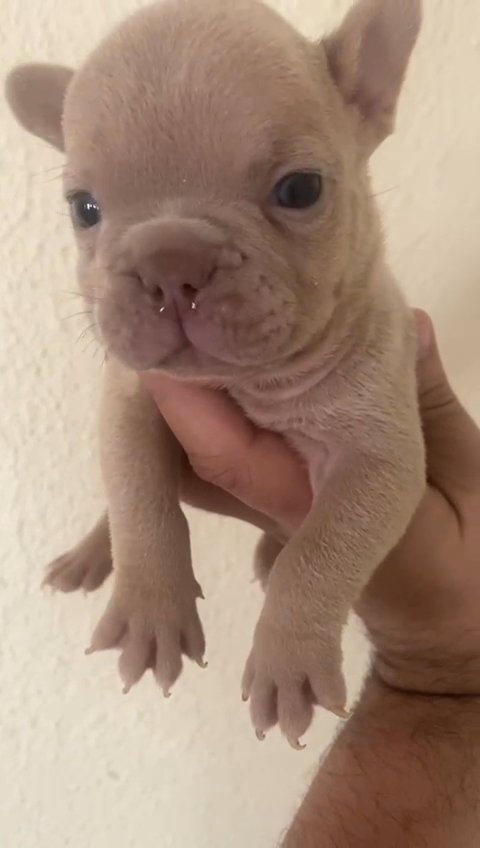 French Bulldog Isabella in Passaic, New Jersey