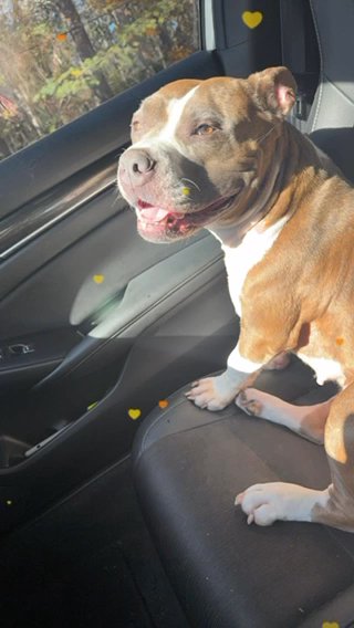 Stella in Monroe, Georgia
