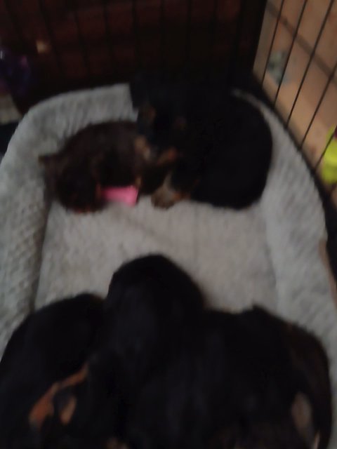 yorkie in Aiken, South Carolina