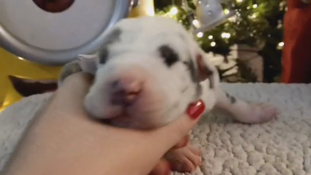 Saw mommy kissing Santa "Rumor" in Jeffersonville, Indiana